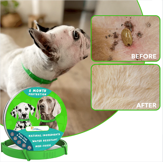 8 Months All Natural Flea and Tick Collar for Dogs