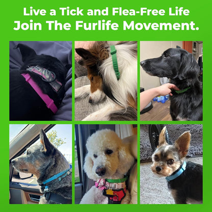 8 Months All Natural Flea and Tick Collar for Dogs