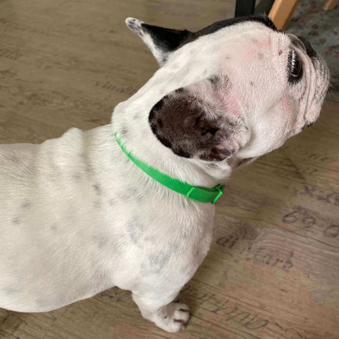 8 Months All Natural Flea and Tick Collar for Dogs